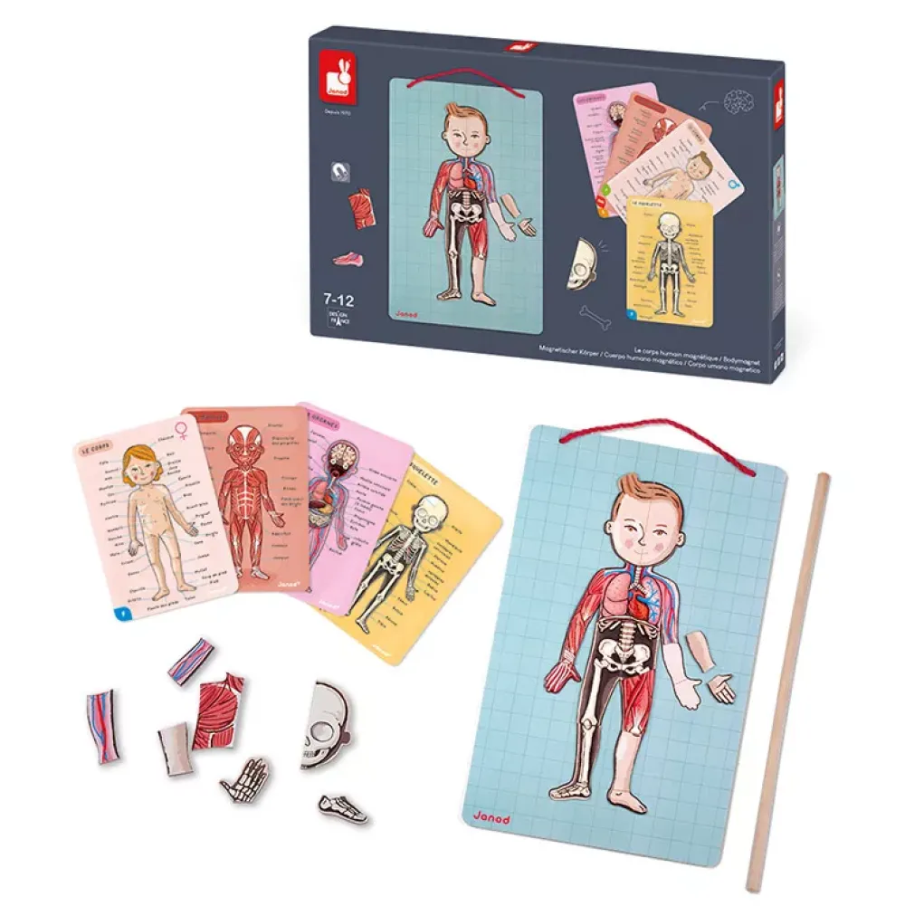 Janod Juego De Anatomia: Bodymagnet Best Sale