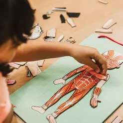 Janod Juego De Anatomia: Bodymagnet Best Sale
