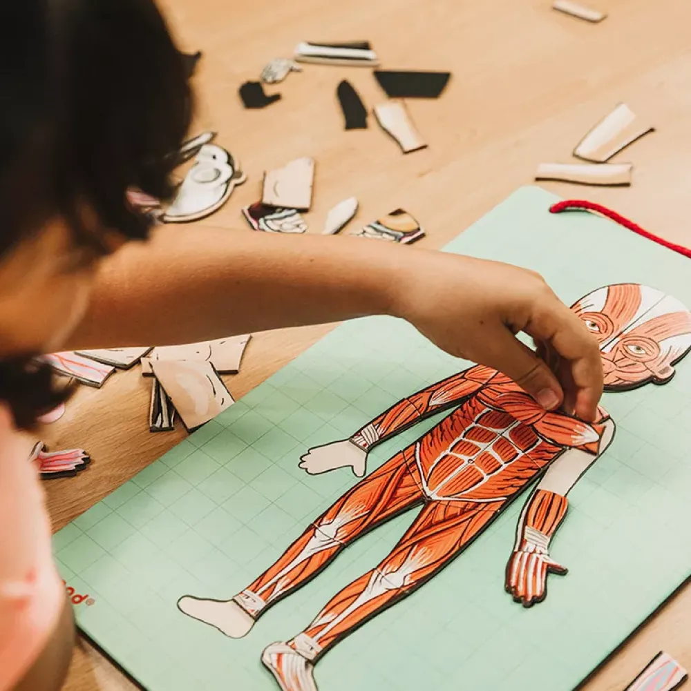 Janod Juego De Anatomia: Bodymagnet Best Sale
