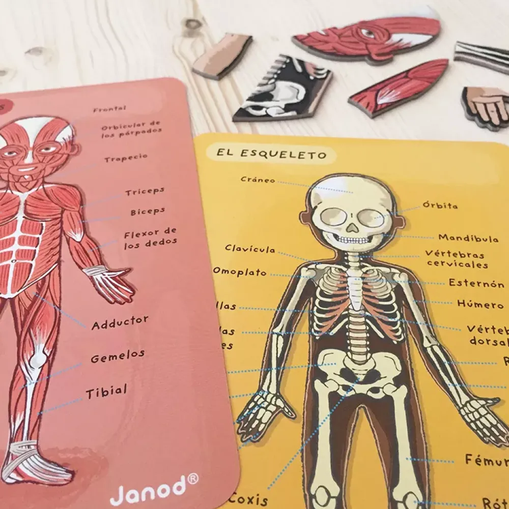 Janod Juego De Anatomia: Bodymagnet Best Sale
